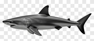 Realistic Shark Swimming PNG