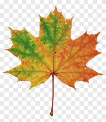 Colorful Maple Leaf PNG