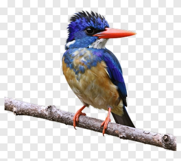 Colorful Bird Perched On A Branch PNG