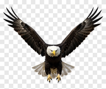 Bald Eagle In Flight PNG