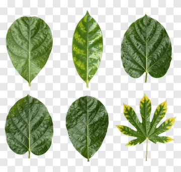 Various Green Leaves PNG