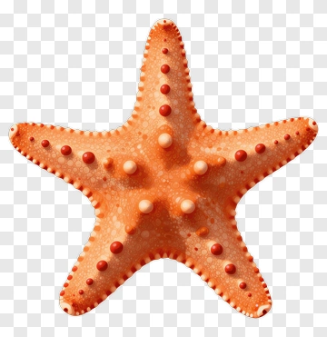 Starfish With Orange Texture PNG