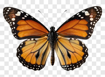 Monarch Butterfly PNG