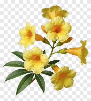 Yellow Flower With Green Leaves PNG