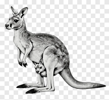 Kangaroo With Joey PNG