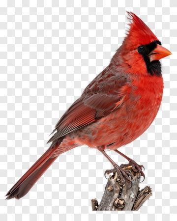 Red Cardinal Bird Perched On A Log PNG