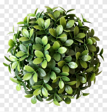 Green Decorative Plant PNG