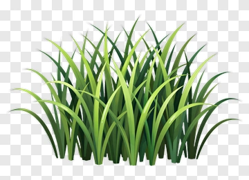 Green Grass PNG