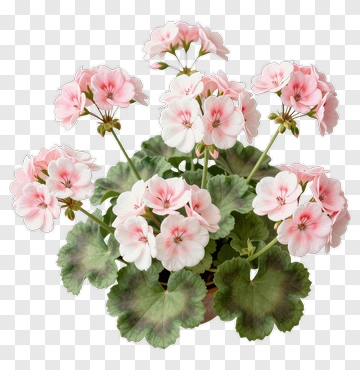 Pink Flower Bouquet PNG