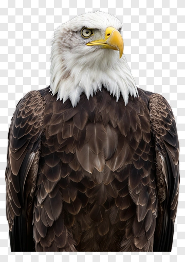Bald Eagle Portrait PNG