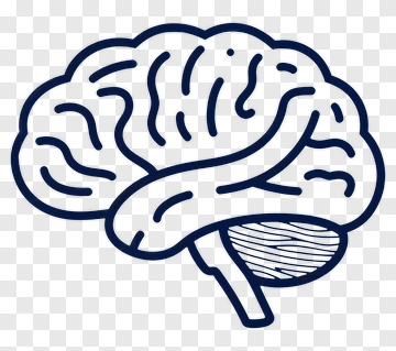 Illustration Of A Brain PNG