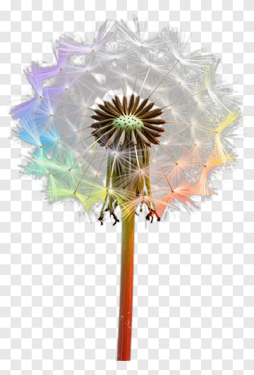 Colorful Dandelion Seed Head PNG