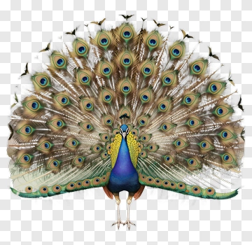 Colorful Peacock Displaying Its Feathers PNG