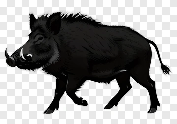 Black Boar Walking PNG