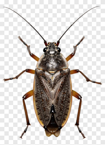 Detailed Close-Up Of A Brown Bug PNG