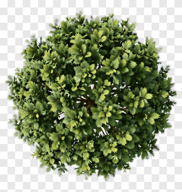 Green Tree PNG