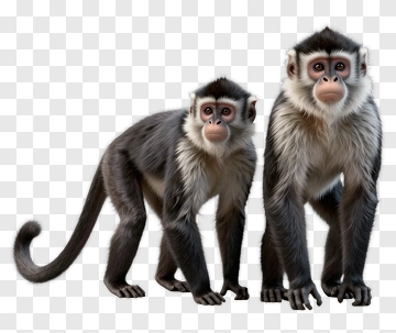 Two Monkeys Standing Together PNG