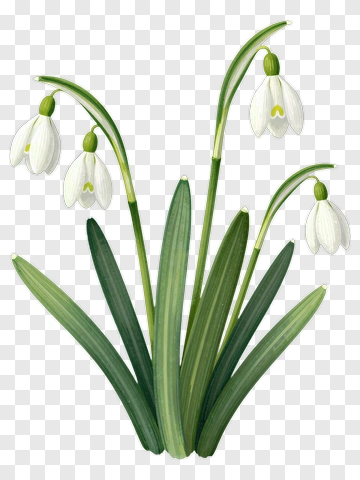 Snowdrop Flower With Green Leaves PNG