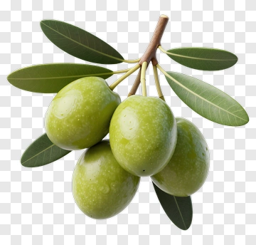 Fresh Green Olives On A Branch PNG