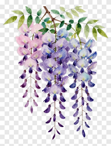 Watercolor Wisteria Flowers PNG