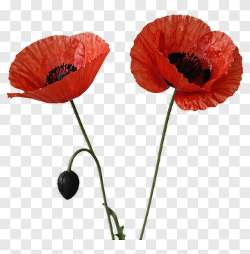 Red Poppy Flowers PNG