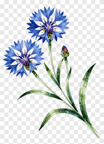 Watercolor Blue Flower Bouquet PNG