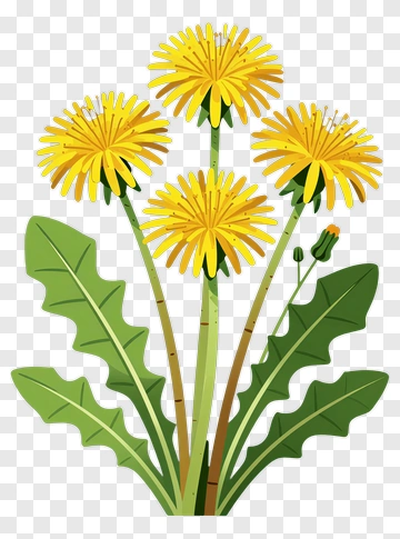 Colorful Dandelion Flowers PNG