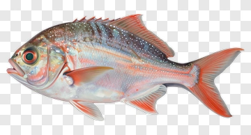 Colorful Fish PNG