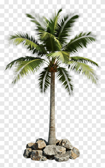 Palm Tree Surrounded By Rocks PNG
