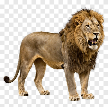 Realistic Lion Standing Proudly PNG