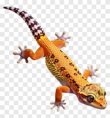 Leopard Gecko PNG