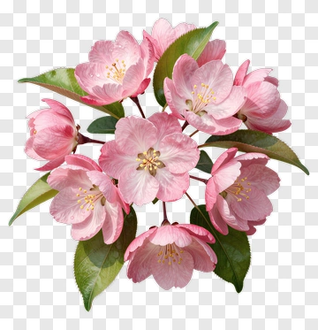 Pink Flower Bouquet PNG