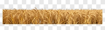 Wheat Field PNG