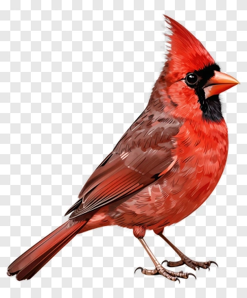 Red Cardinal Bird PNG