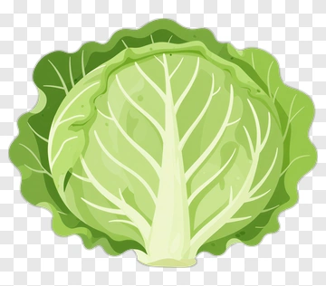 Green Cabbage PNG