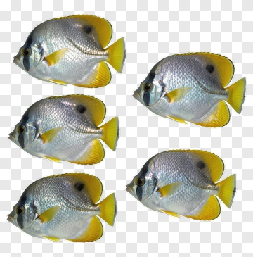Group Of Butterflyfish PNG
