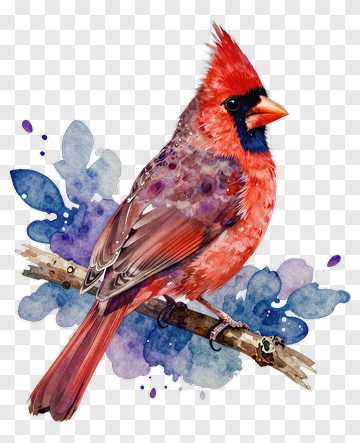 Watercolor Cardinal Bird On A Branch PNG