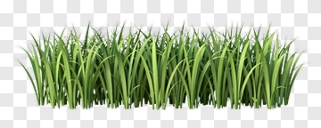 Realistic Grass PNG