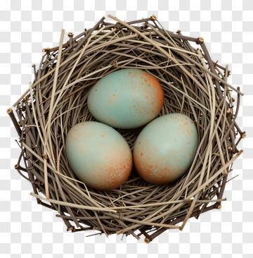 Nest With Three Blue Eggs PNG