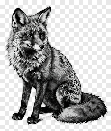Realistic Fox Illustration PNG