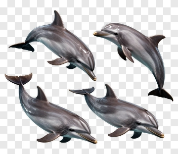 Dolphins Swimming In Various Poses PNG