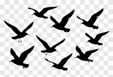 Silhouette Birds In Flight PNG