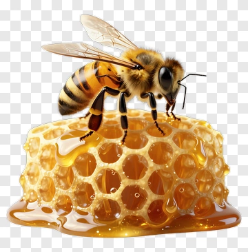 Bee On Honeycomb PNG