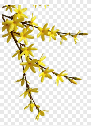 Yellow Flowering Branch PNG