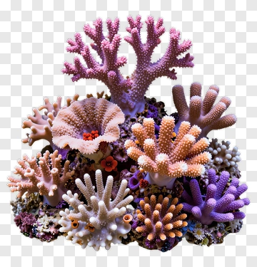 Colorful Coral Reef Composition PNG