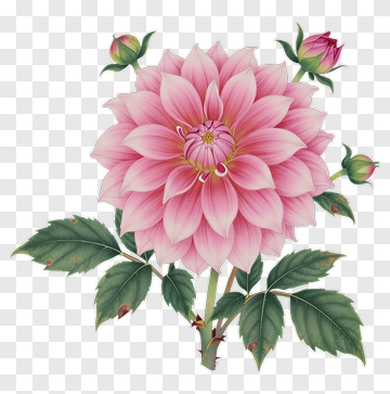 Pink Dahlia Flower With Buds And Leaves PNG