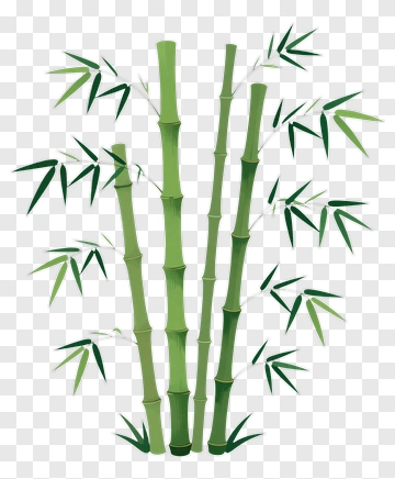 Bamboo Plant PNG