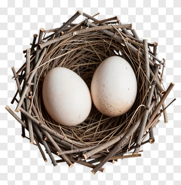 Bird Nest With Two Eggs PNG