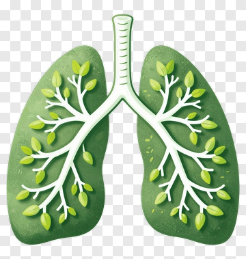 Illustration Of Lungs With Green Leaves PNG