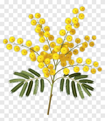 Yellow Mimosa Flower Branch PNG